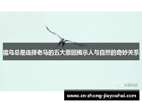 魔鸟总是选择老马的五大原因揭示人与自然的奇妙关系 魔鸟总是选择老马的五大原因揭示人与自然的奇妙关系